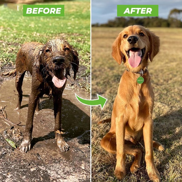 Spray de limpieza fácil y rápido para animales